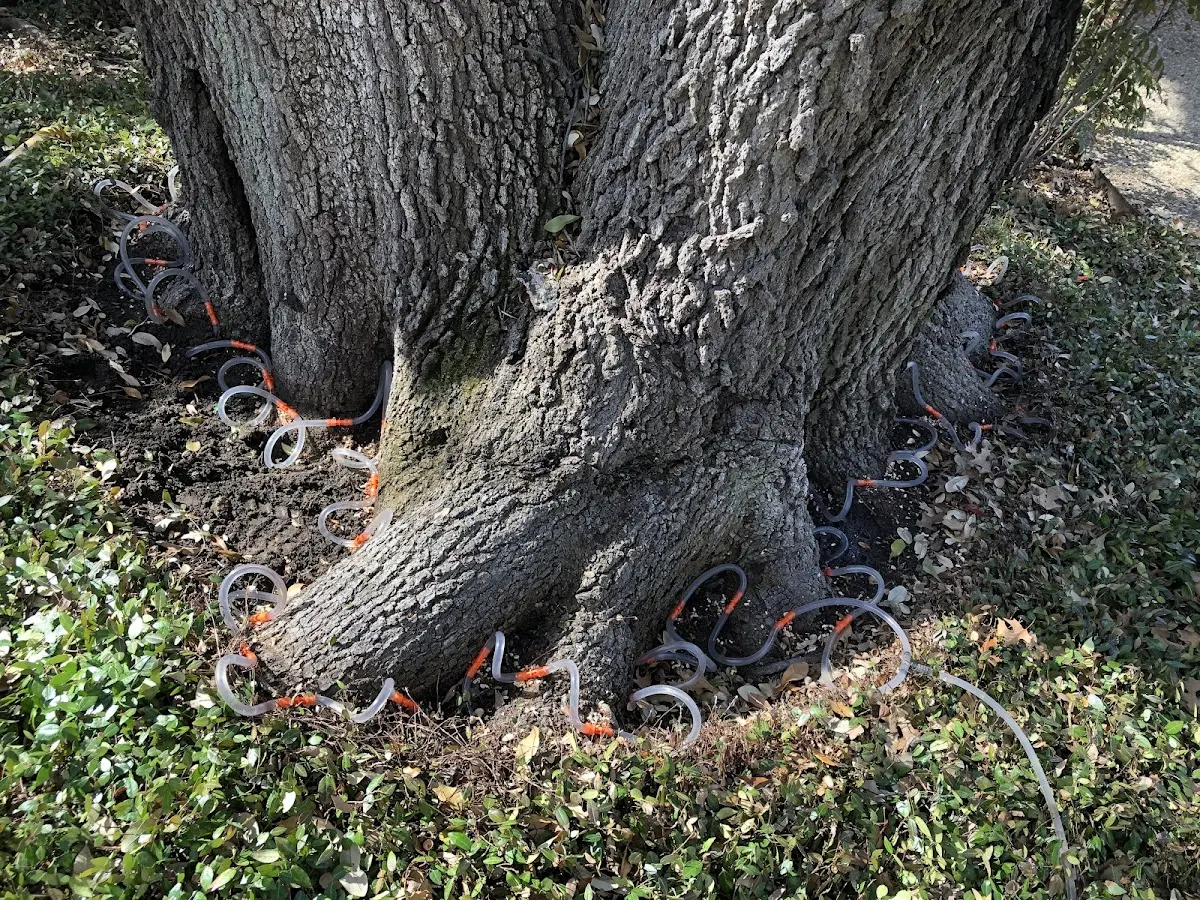Detailed Tree Cabling and Bracing job site in Effie
